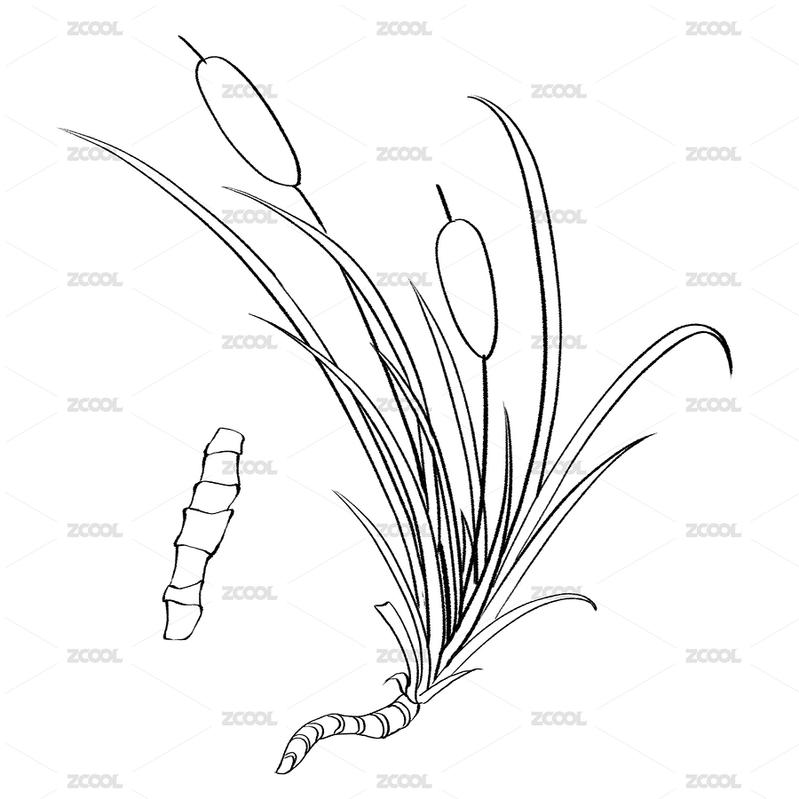 菖蒲手绘中药材水彩插画（主预览-8610713） - 未分类 - 站酷设计师见手青303原创素材 - 站酷ZCOOL
