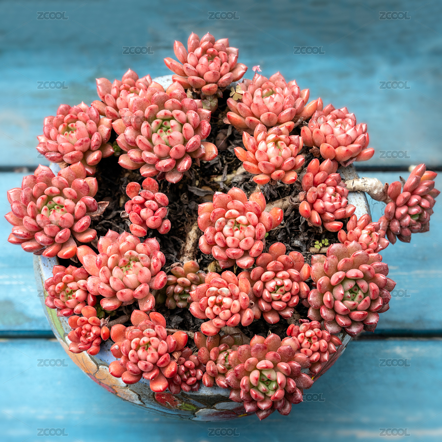 多肉植物紅寶石盆栽特寫（主預(yù)覽-4814188） - 未分類 - 站酷設(shè)計師泥騷原創(chuàng)素材 - 站酷ZCOOL