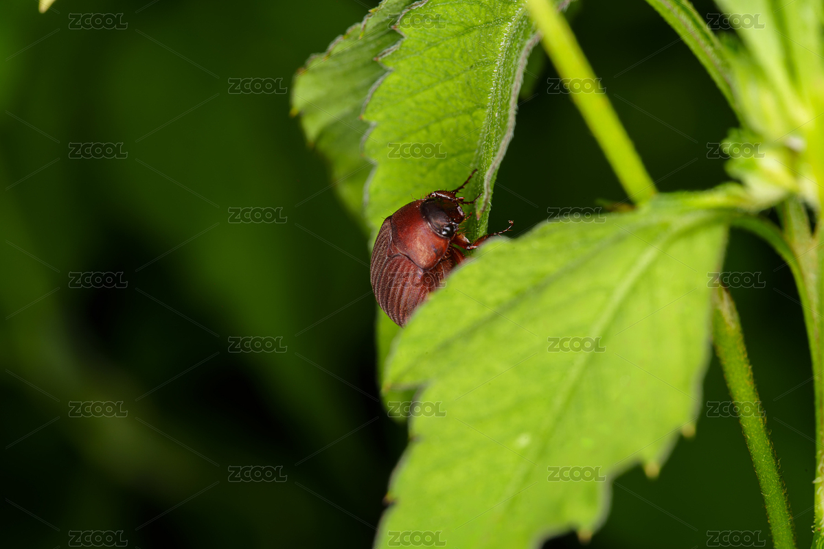 葉片上的臺灣絨金龜（主預(yù)覽-11923880） - 未分類 - 站酷設(shè)計師Fez4mwH73A原創(chuàng)素材 - 站酷ZCOOL