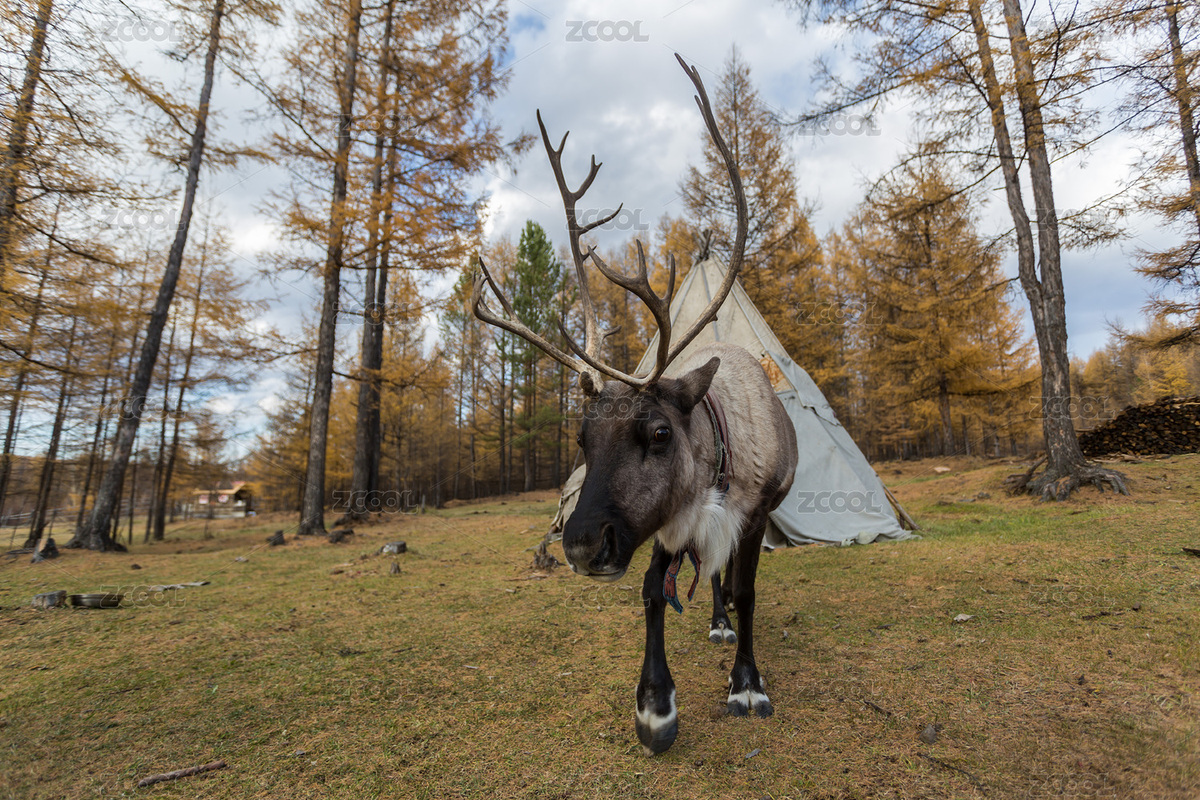 鹿（主预览-9112005） - 未分类 - 站酷设计师Barry9318原创素材 - 站酷ZCOOL