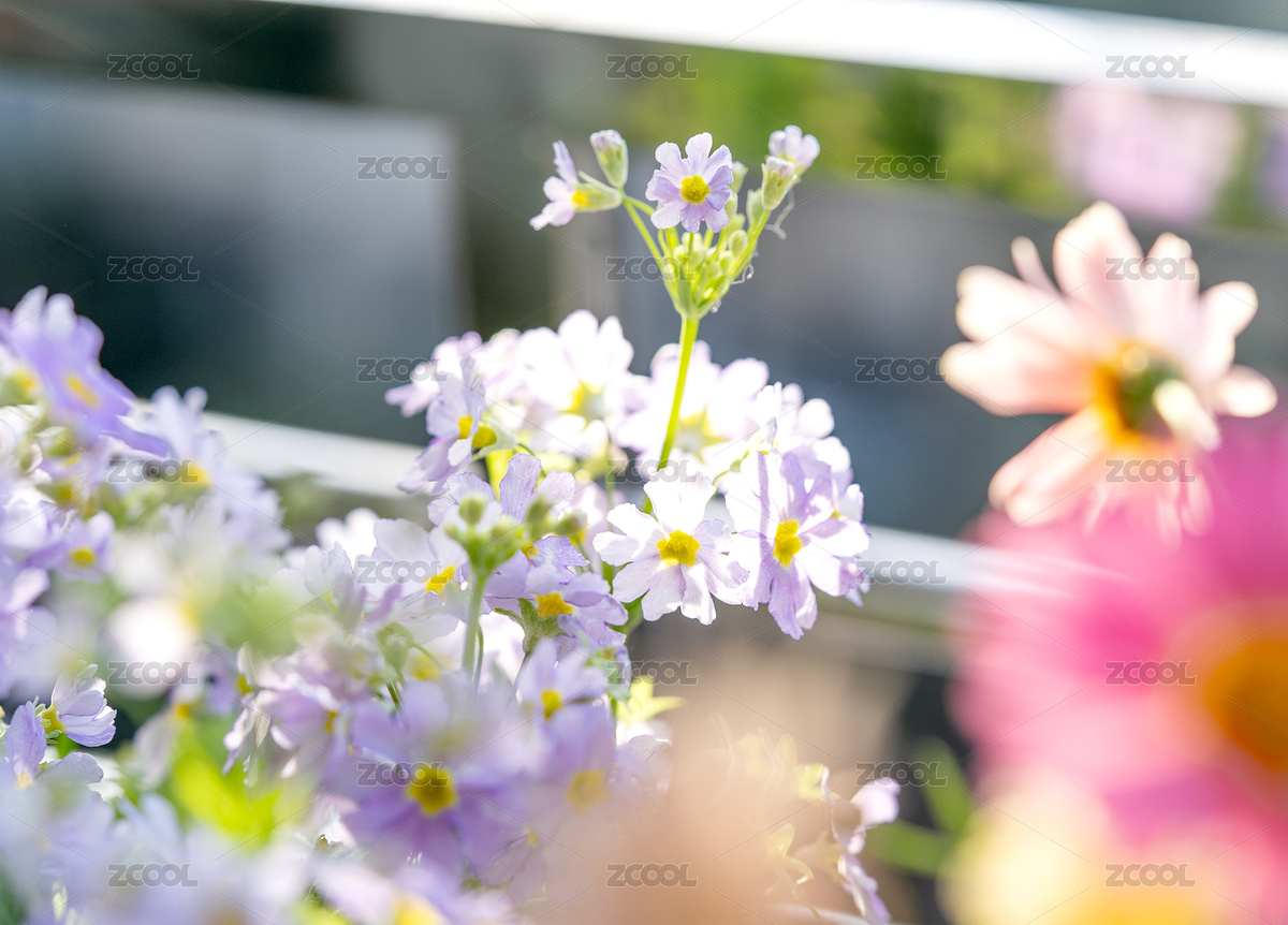 晴天被陽光照得花瓣透亮的窗臺小花（主預(yù)覽-9693859） - 未分類 - 站酷設(shè)計師淡淡紅原創(chuàng)素材 - 站酷ZCOOL