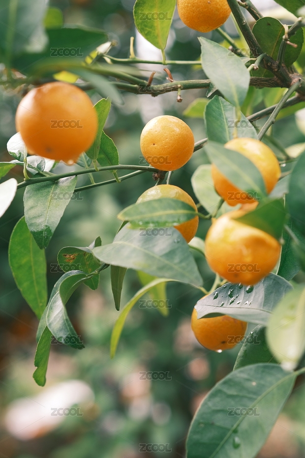 砂糖橘（主預(yù)覽-9034021） - 未分類 - 站酷設(shè)計(jì)師O9kPDuiAYI原創(chuàng)素材 - 站酷ZCOOL