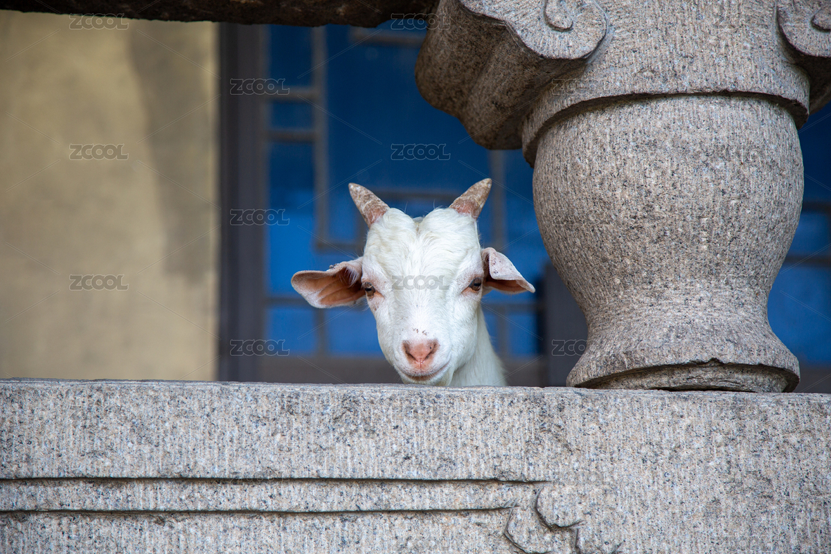 石欄后探頭的白色小羊（主預覽-10724412） - 未分類 - 站酷設計師音樂星空在蘇州原創(chuàng)素材 - 站酷ZCOOL