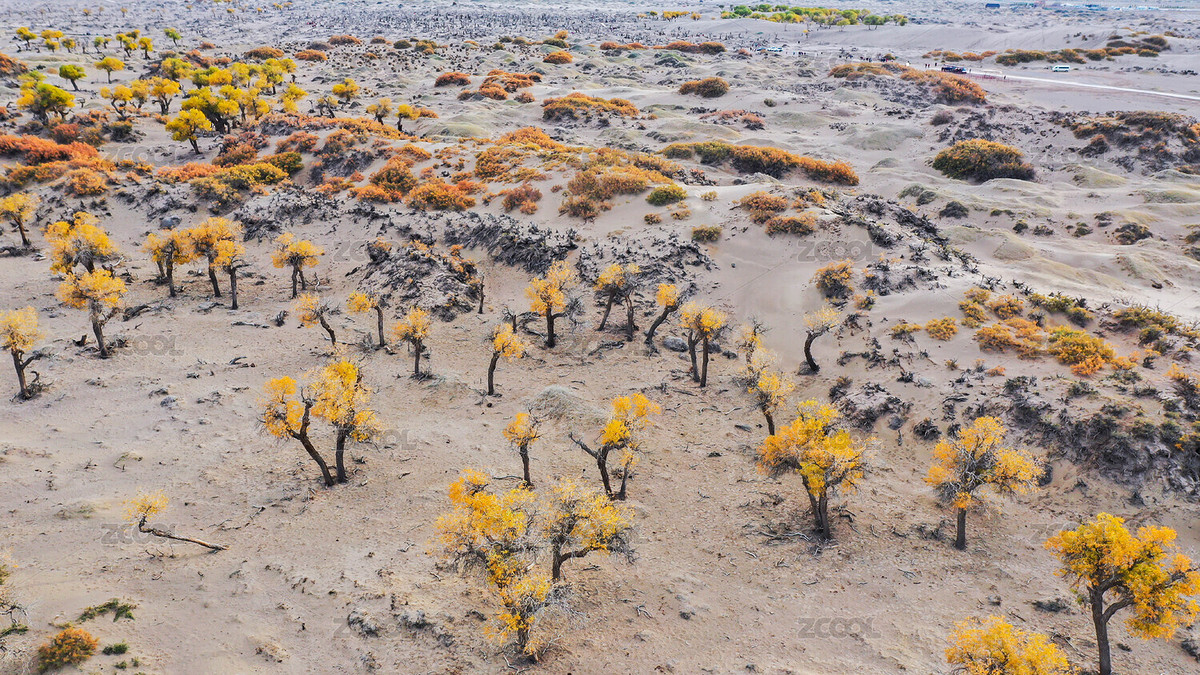 内蒙古额济纳旗胡杨林怪树林风光（主预览-9069048） - 未分类 - 站酷设计师西北蹦迪的狗熊原创素材 - 站酷ZCOOL