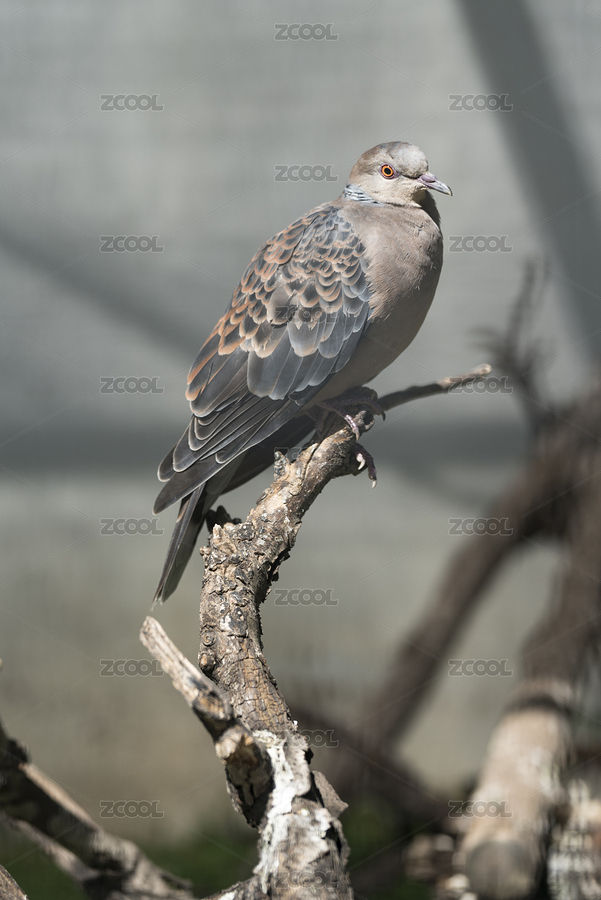 站在樹枝上休息的山斑鳩（主預覽-2246263） - 未分類 - 站酷設計師紅髯口原創(chuàng)素材 - 站酷ZCOOL