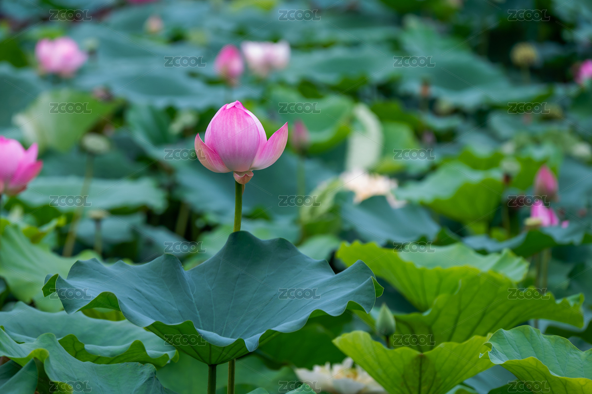 池塘中，含苞待放的荷花特寫（主預(yù)覽-8925185） - 未分類 - 站酷設(shè)計師晚藏.原創(chuàng)素材 - 站酷ZCOOL