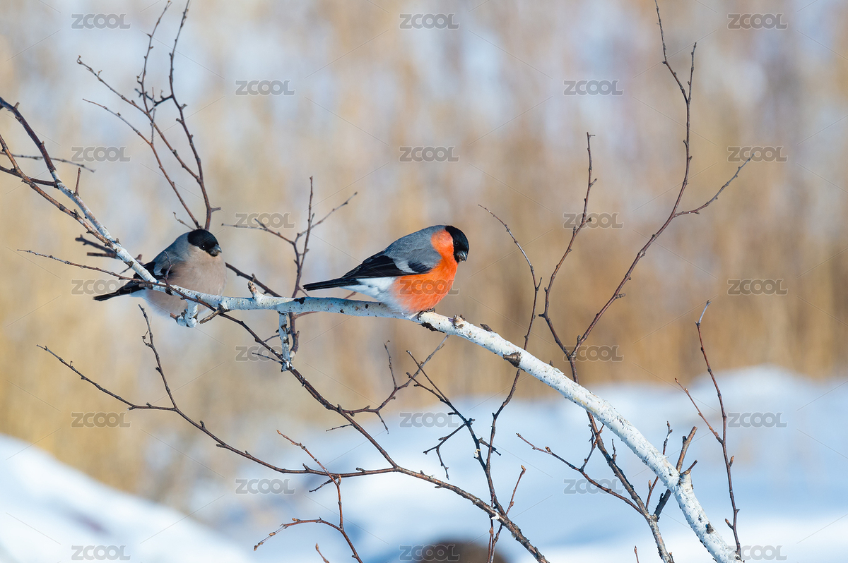 两只小鸟栖息在树枝上（主预览-6421219） - 未分类 - 站酷设计师小妖尼可原创素材 - 站酷ZCOOL