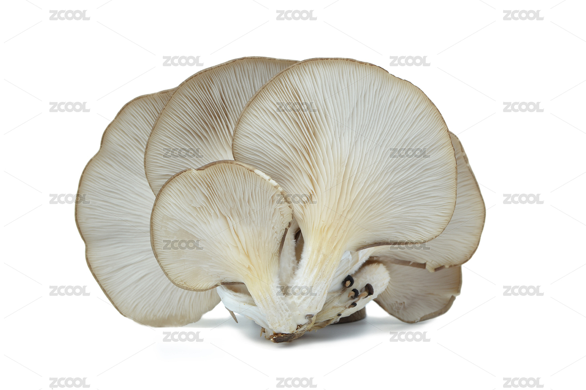 蘑菇（主預覽-7623393） - 未分類 - 站酷設計師ddukang原創(chuàng)素材 - 站酷ZCOOL