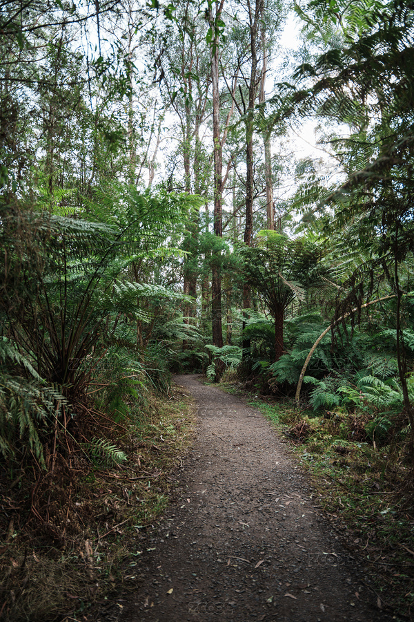 澳大利亞墨爾本熱帶雨林lalafalls（主預覽-8573693） - 未分類 - 站酷設計師SGSQ原創(chuàng)素材 - 站酷ZCOOL