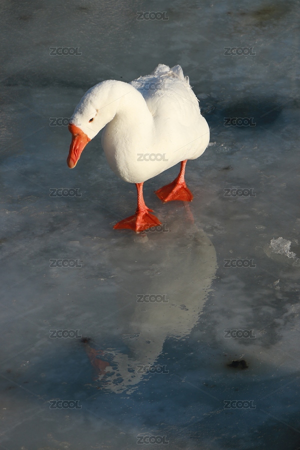 秋沙鴨（主預覽-11387374） - 未分類 - 站酷設(shè)計師噠噠的荒唐拍原創(chuàng)素材 - 站酷ZCOOL