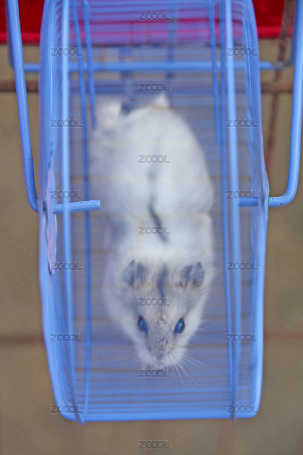 小倉鼠特寫照片（主預(yù)覽-8710265） - 未分類 - 站酷設(shè)計(jì)師lnzyx原創(chuàng)素材 - 站酷ZCOOL