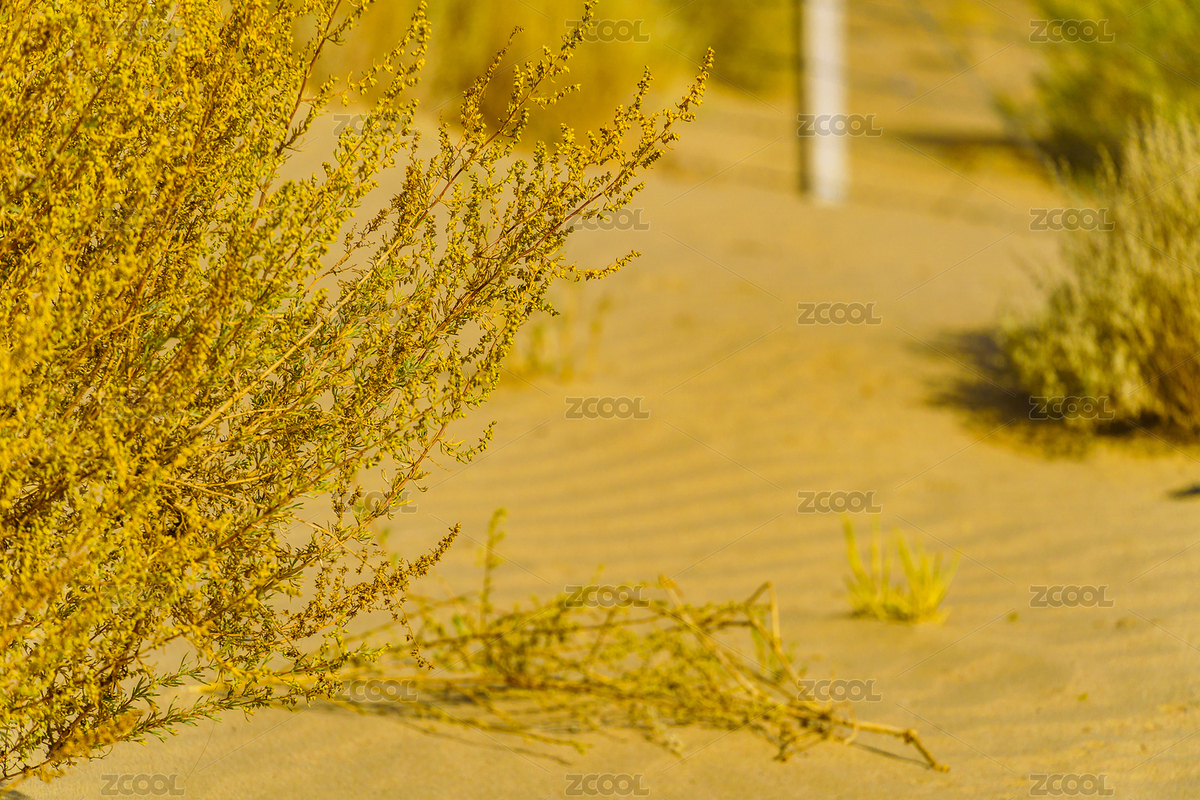 中国青海德令哈沙地沙丘和红柳秋天晴天（主预览-8405295） - 未分类 - 站酷设计师乐乐的乐食原创素材 - 站酷ZCOOL