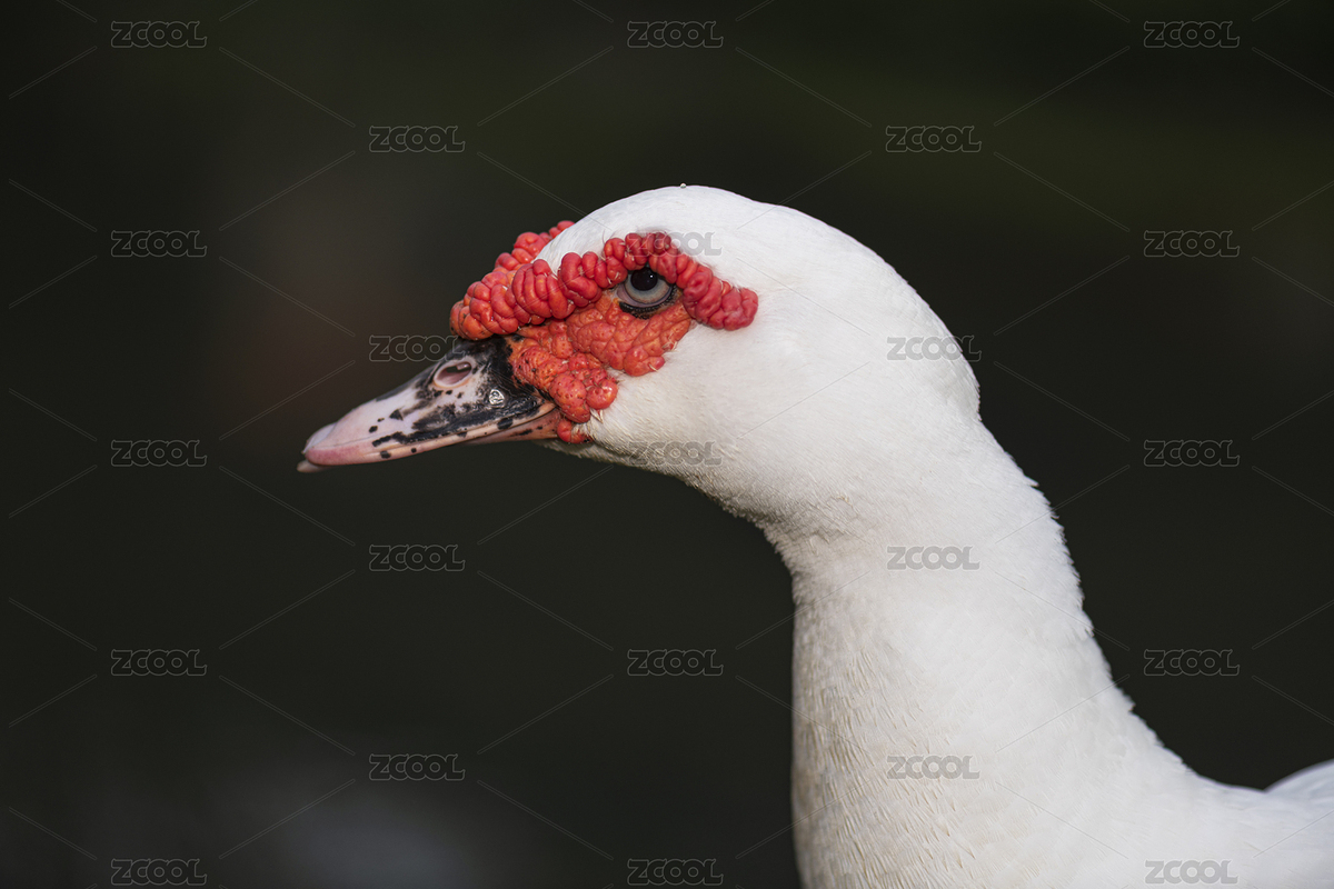 家禽鴨子。（主預(yù)覽-4854964） - 未分類(lèi) - 站酷設(shè)計(jì)師林威原創(chuàng)素材 - 站酷ZCOOL