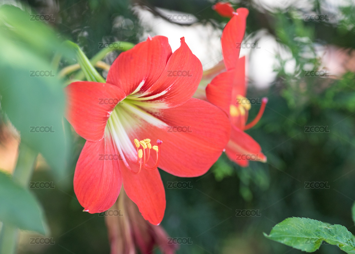 白天陽光下綻放的朱頂紅鮮花（主預覽-7278131） - 未分類 - 站酷設計師meimeier原創(chuàng)素材 - 站酷ZCOOL