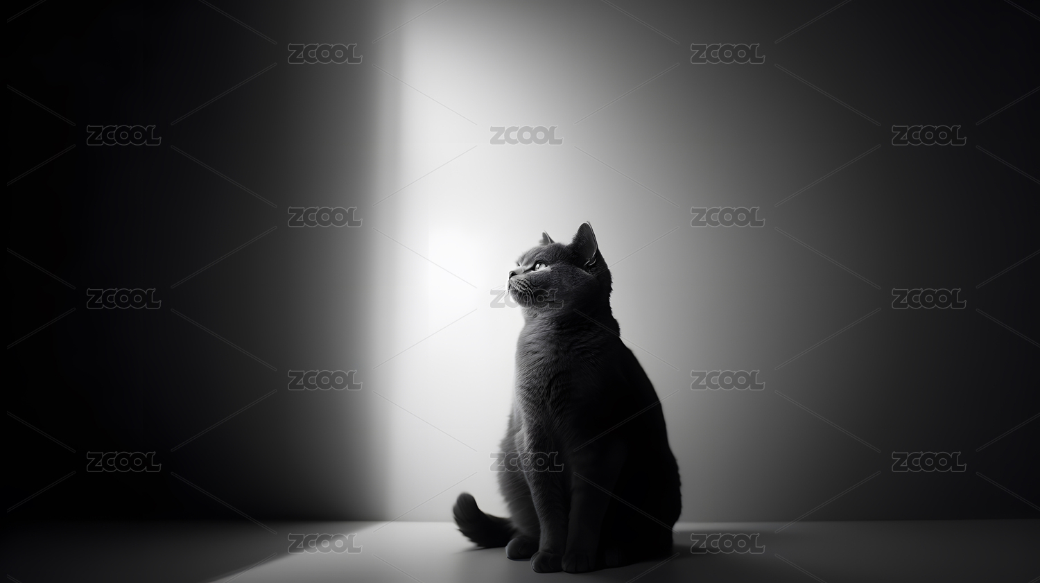 一只小猫的特写