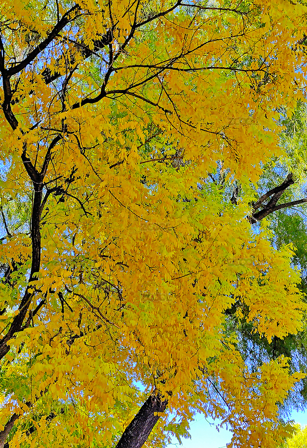 秋天里五彩斑斕的秋葉（主預(yù)覽-12606769） - 未分類 - 站酷設(shè)計(jì)師yinxiangzhe原創(chuàng)素材 - 站酷ZCOOL