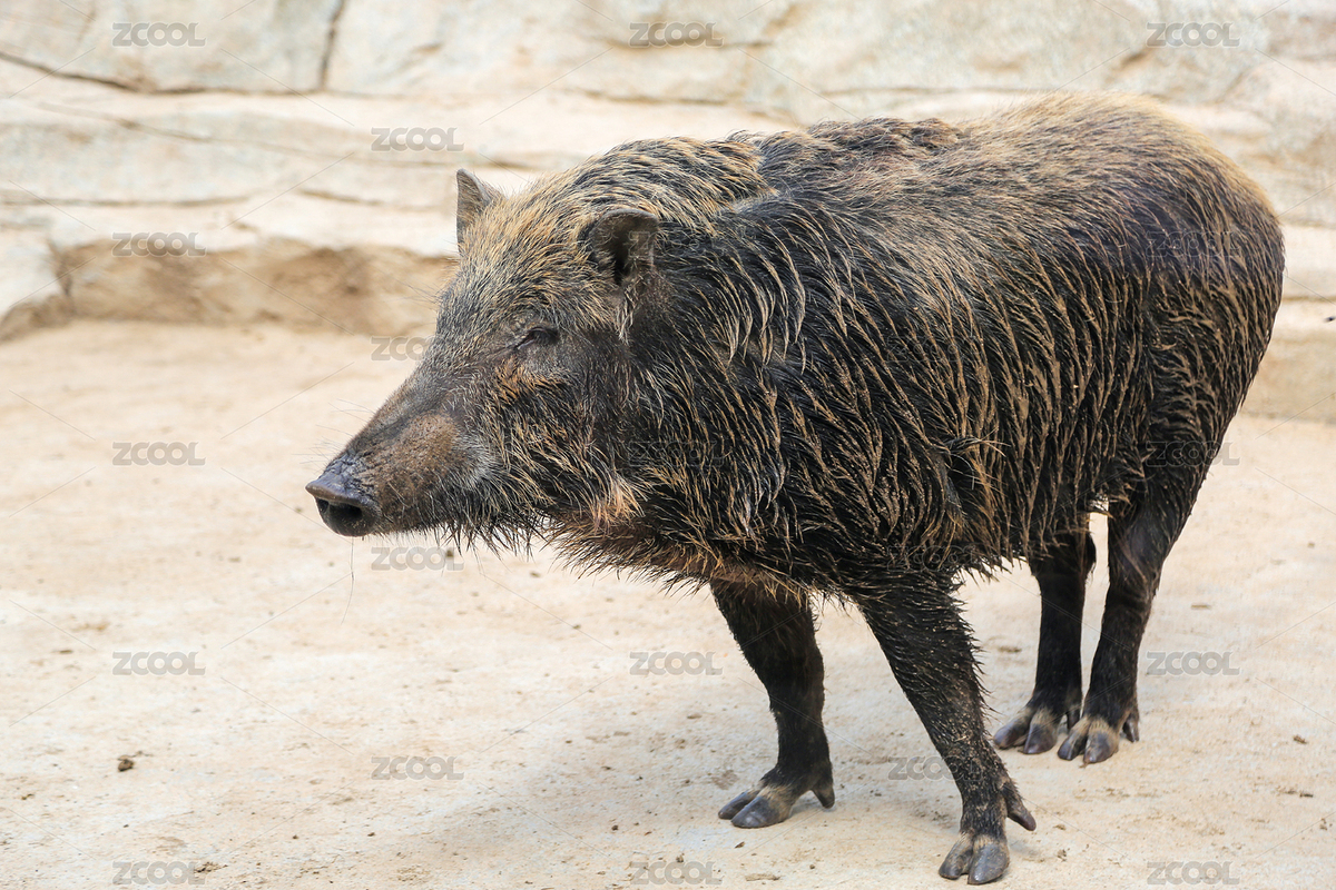 動物園里的野豬特寫（主預(yù)覽-3158829） - 未分類 - 站酷設(shè)計(jì)師音樂星空在蘇州原創(chuàng)素材 - 站酷ZCOOL