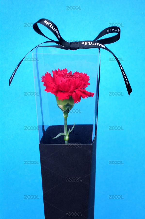 康乃馨（主預覽-8531297） - 未分類 - 站酷設計師wmei5881原創(chuàng)素材 - 站酷ZCOOL