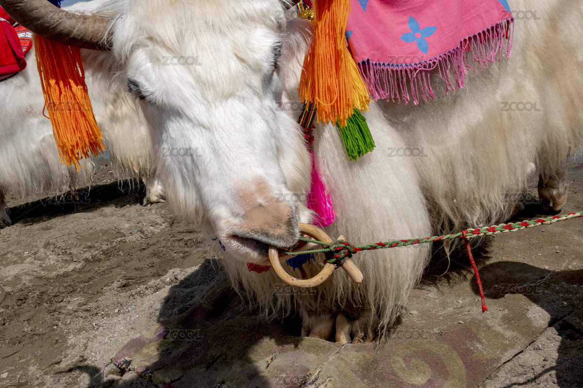 青海湖畔：戴鼻圈的牦牛（主預覽-5885148） - 未分類 - 站酷設計師hnwzr原創(chuàng)素材 - 站酷ZCOOL