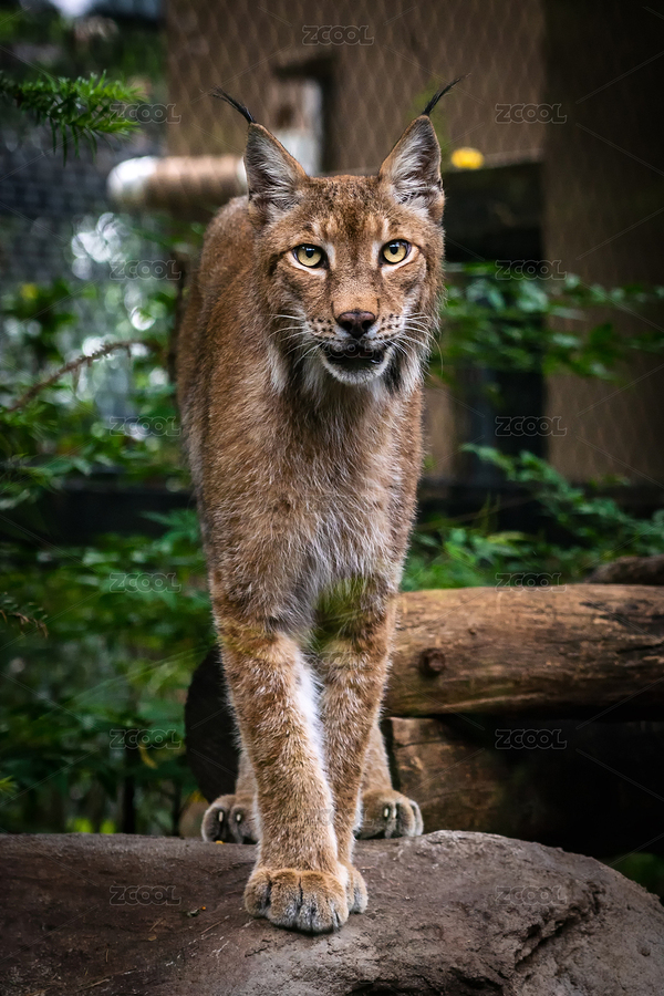 南京紅山動(dòng)物園的猞猁（主預(yù)覽-7428280） - 未分類 - 站酷設(shè)計(jì)師huiwen123原創(chuàng)素材 - 站酷ZCOOL