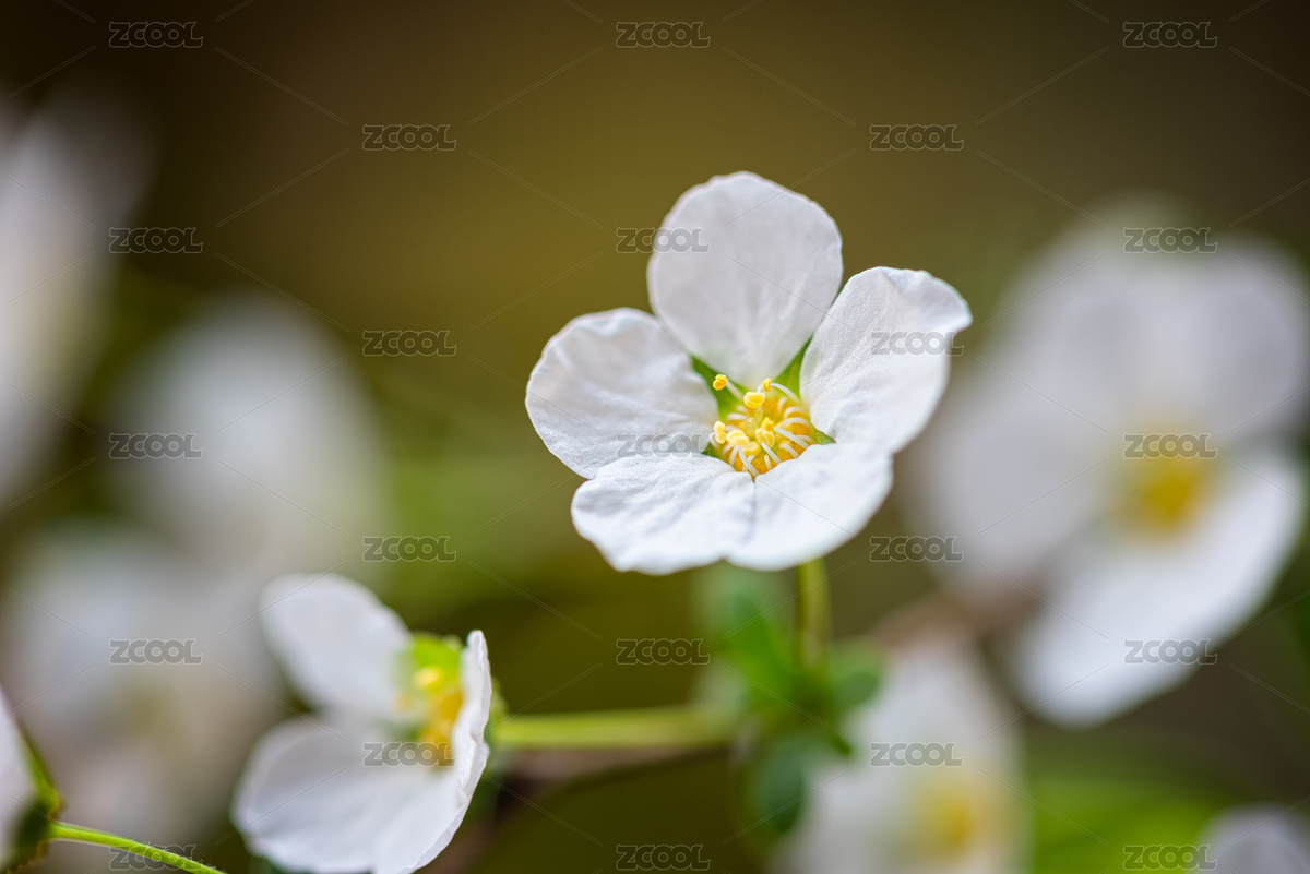 春天綻放的雪柳白色小花朵微距（主預(yù)覽-7209243） - 未分類 - 站酷設(shè)計(jì)師ebu003原創(chuàng)素材 - 站酷ZCOOL