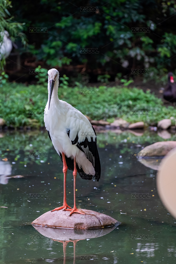 湖邊站立的白鶴（主預(yù)覽-6196945） - 未分類 - 站酷設(shè)計(jì)師晚藏.原創(chuàng)素材 - 站酷ZCOOL