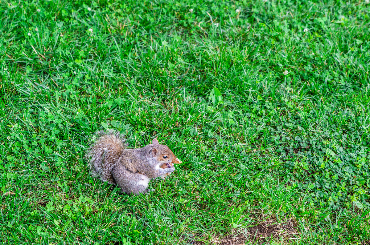 小松鼠（主預(yù)覽-6491835） - 未分類 - 站酷設(shè)計師鳳之靈原創(chuàng)素材 - 站酷ZCOOL