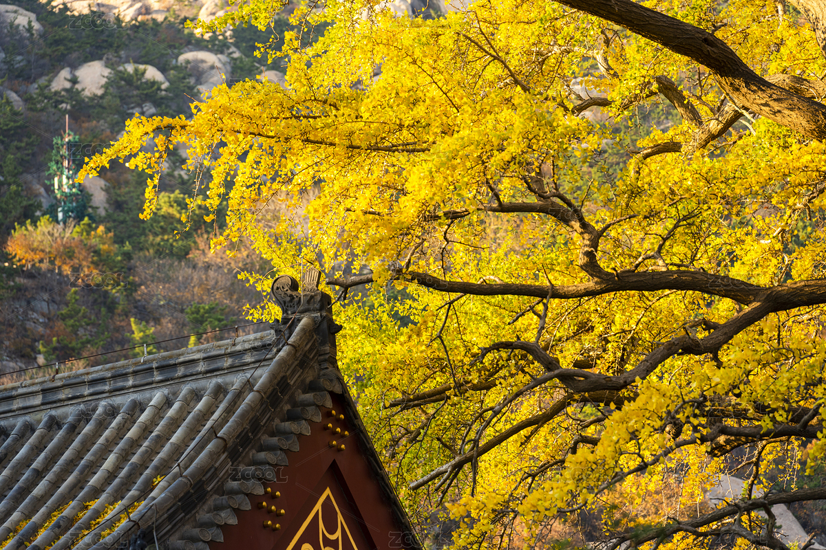 秋季的青島嶗山太清宮美景（主預覽-5328196） - 未分類 - 站酷設計師DPX2017原創(chuàng)素材 - 站酷ZCOOL