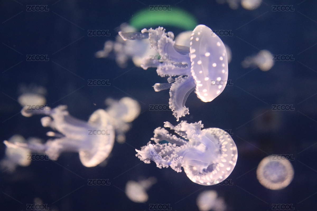 海洋館的水母（主預(yù)覽-7772176） - 未分類 - 站酷設(shè)計師蘇打屁屁pi原創(chuàng)素材 - 站酷ZCOOL