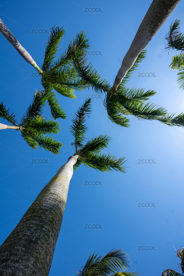 椰子樹映襯在藍(lán)天下（主預(yù)覽-5535211） - 未分類 - 站酷設(shè)計(jì)師陌上風(fēng)語原創(chuàng)素材 - 站酷ZCOOL