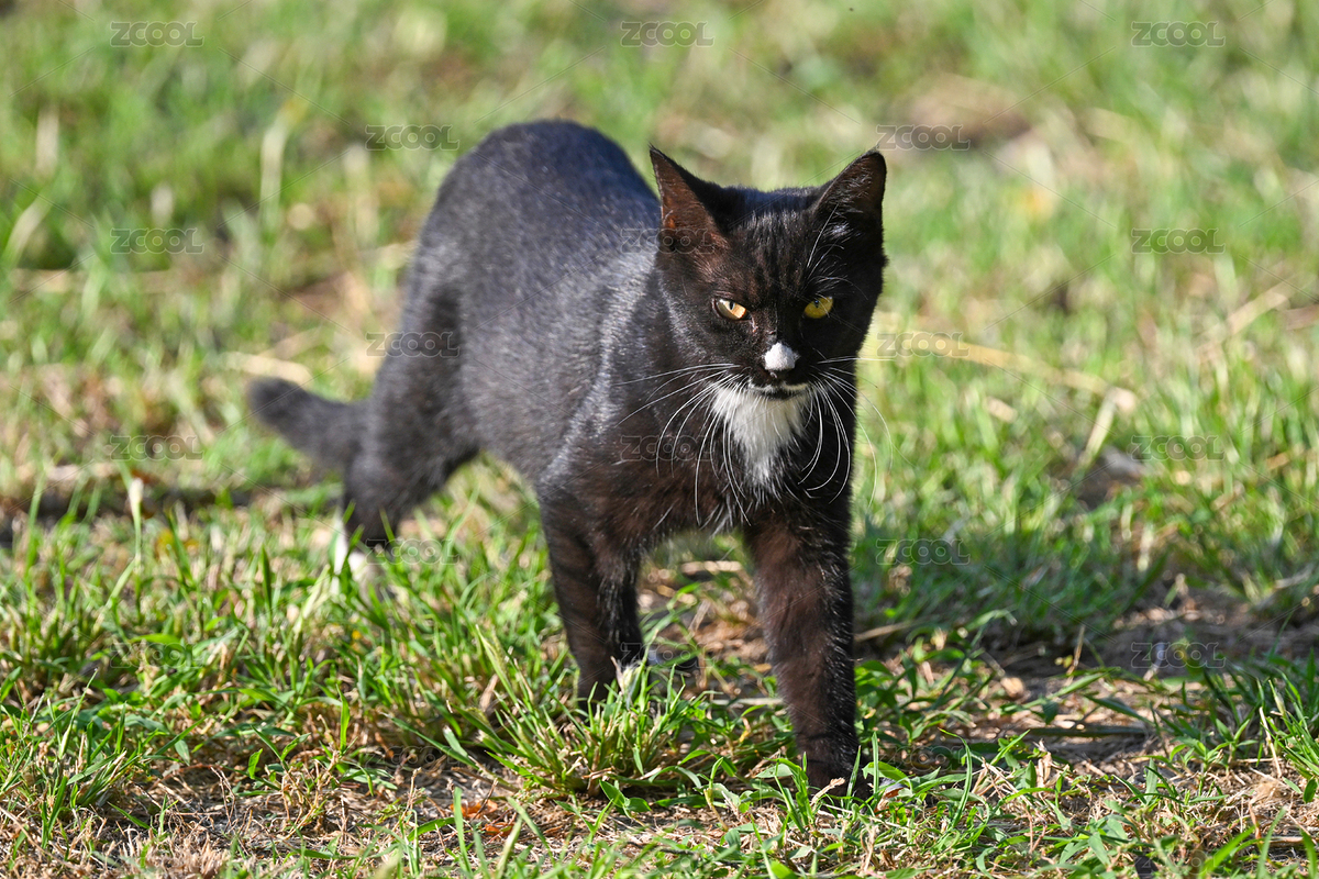 黑猫特写（主预览-12693346） - 未分类 - 站酷设计师金翅大鹏原创素材 - 站酷ZCOOL