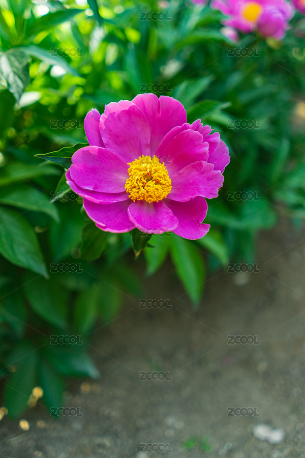 園林里白色紅色的芍藥鮮花盛開的花朵花蕾花（主預(yù)覽-12546047） - 未分類 - 站酷設(shè)計(jì)師不識(shí)跳蚤原創(chuàng)素材 - 站酷ZCOOL