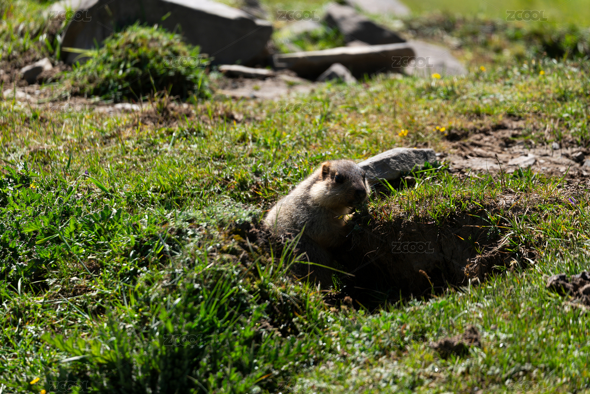 草原土撥鼠的探頭瞬間（主預(yù)覽-11047092） - 未分類 - 站酷設(shè)計師奧利奧泡餅干原創(chuàng)素材 - 站酷ZCOOL