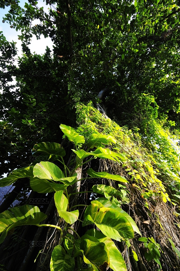 马尔代夫，长满藤蔓植物树干的仰视特写（主预览-8548028） - 未分类 - 站酷设计师tshooter原创素材 - 站酷ZCOOL