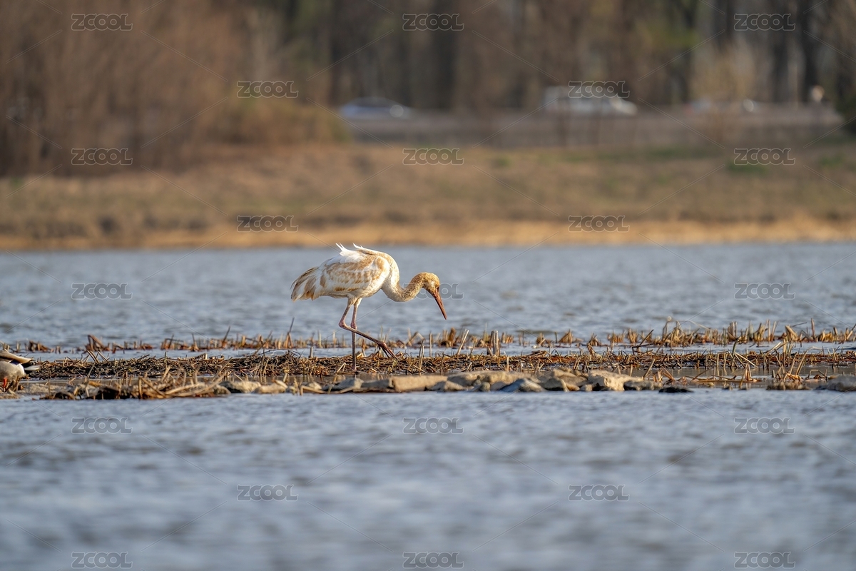 北京沙河水庫的白鶴（主預(yù)覽-8714118） - 未分類 - 站酷設(shè)計(jì)師新手羅原創(chuàng)素材 - 站酷ZCOOL