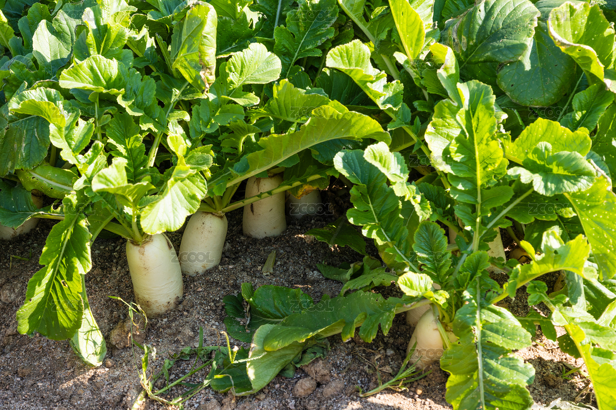 菜園新鮮白蘿卜（主預覽-12700578） - 未分類 - 站酷設計師meimeier原創(chuàng)素材 - 站酷ZCOOL