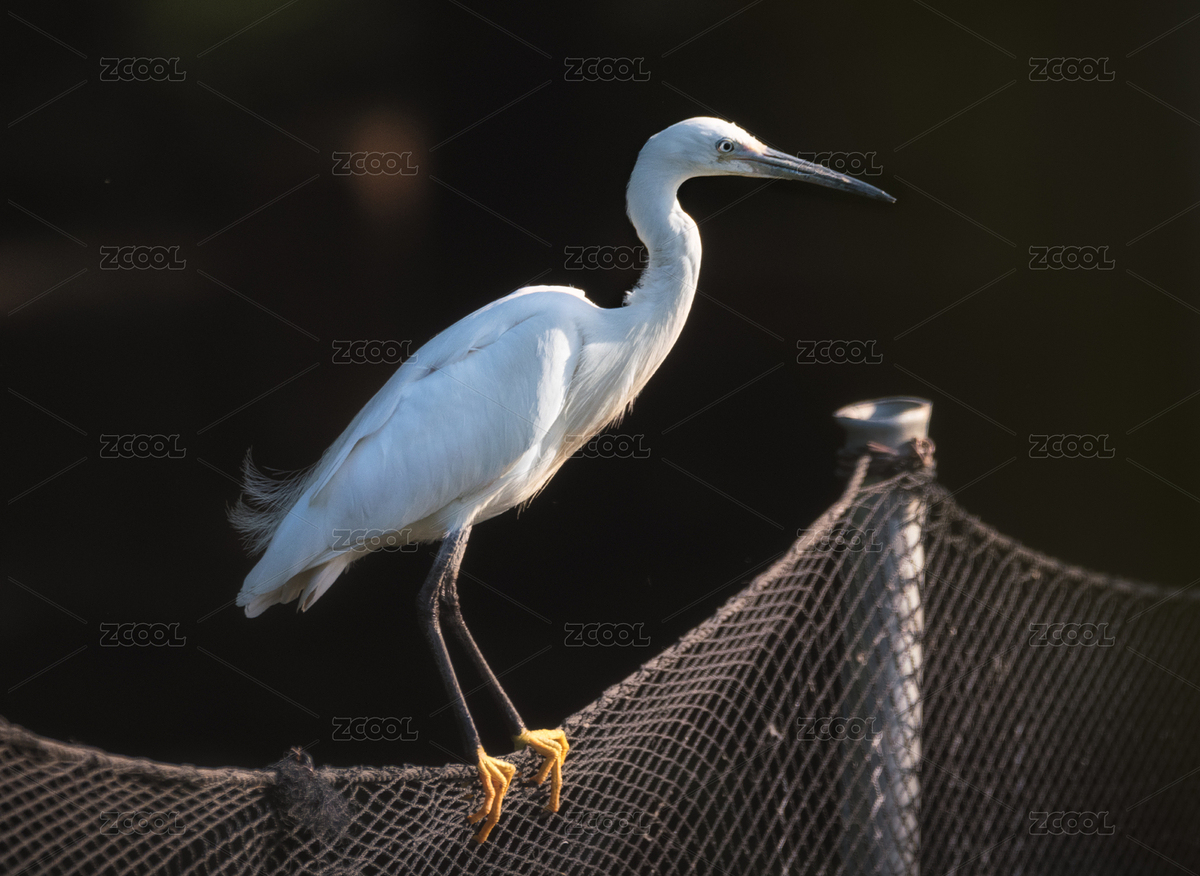 白鷺（主預(yù)覽-8301005） - 未分類 - 站酷設(shè)計(jì)師胖猴stevenhk原創(chuàng)素材 - 站酷ZCOOL