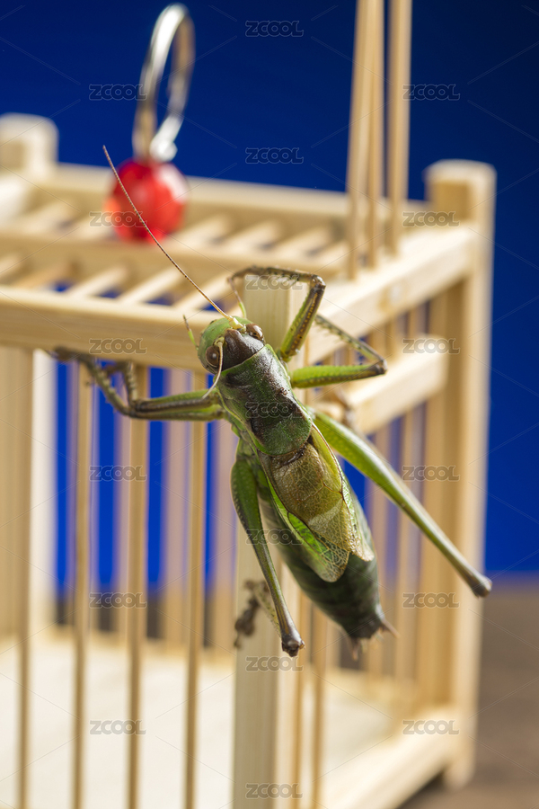 關(guān)在蟈蟈籠子中的螽斯科鳴蟲蟈蟈特寫（主預(yù)覽-7259899） - 未分類 - 站酷設(shè)計(jì)師金翅大鵬原創(chuàng)素材 - 站酷ZCOOL