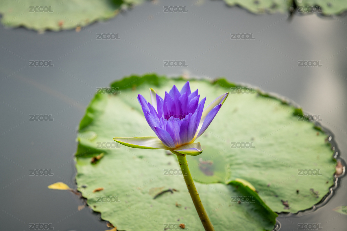 池塘里的睡蓮（主預(yù)覽-1218899） - 未分類 - 站酷設(shè)計師吃不胖的Lin原創(chuàng)素材 - 站酷ZCOOL