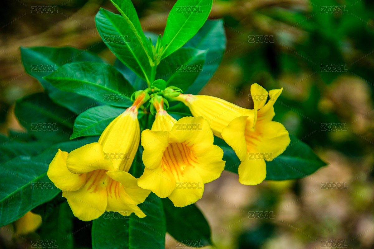 黃蟬花夾竹桃科（主預覽-5279644） - 未分類 - 站酷設計師Miki168原創(chuàng)素材 - 站酷ZCOOL