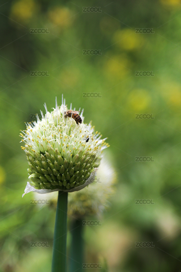 洋蔥花采蜜的蜜蜂（主預覽-7718879） - 未分類 - 站酷設計師Jacben原創(chuàng)素材 - 站酷ZCOOL