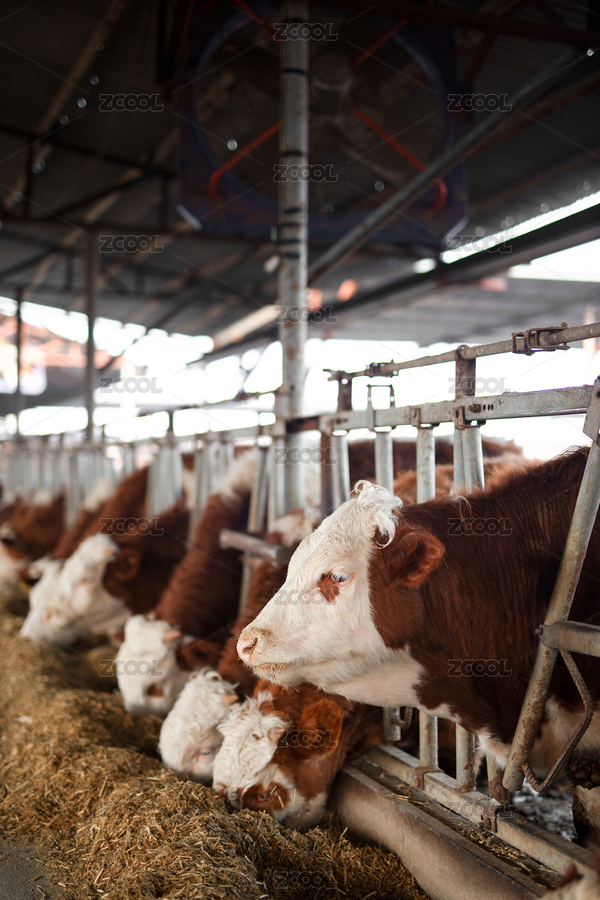 養(yǎng)殖場里的牛正在吃草料（主預(yù)覽-7490144） - 未分類 - 站酷設(shè)計(jì)師小羽怪原創(chuàng)素材 - 站酷ZCOOL