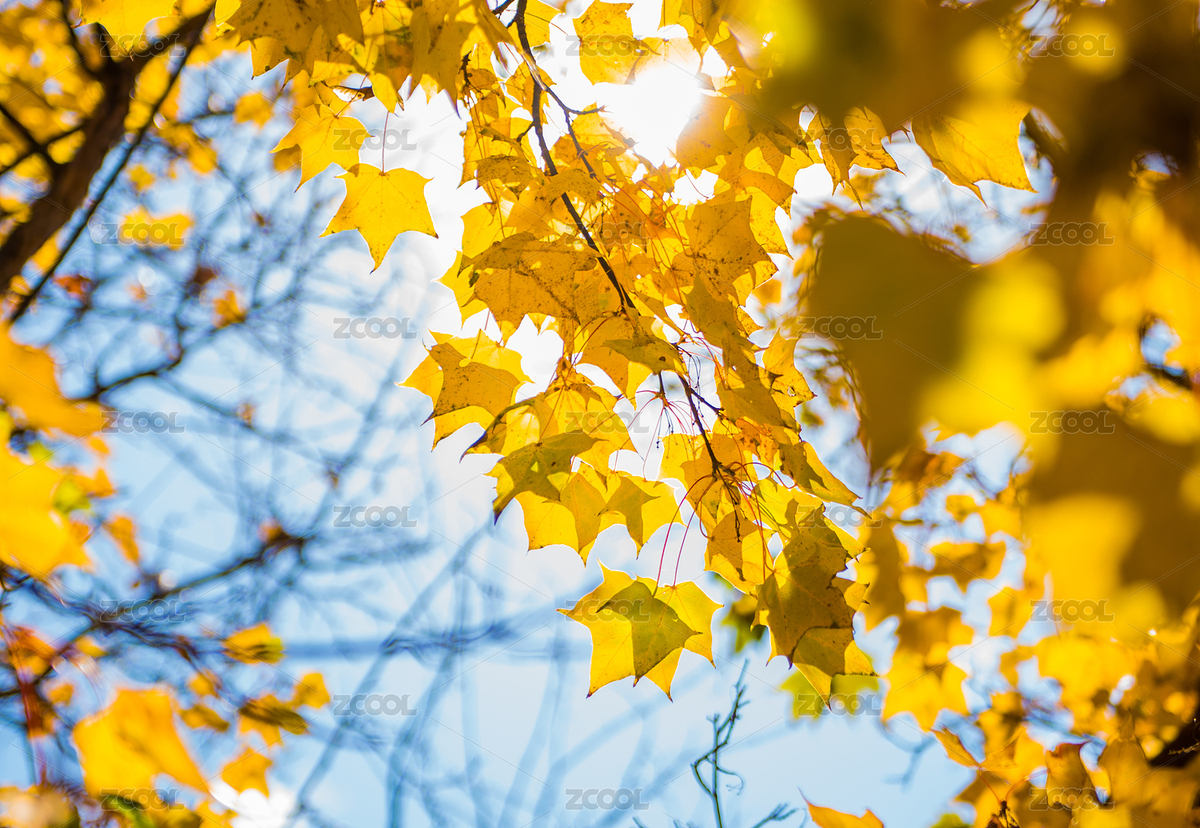 秋季風(fēng)光（主預(yù)覽-482695） - 未分類 - 站酷設(shè)計師zjcj1989原創(chuàng)素材 - 站酷ZCOOL