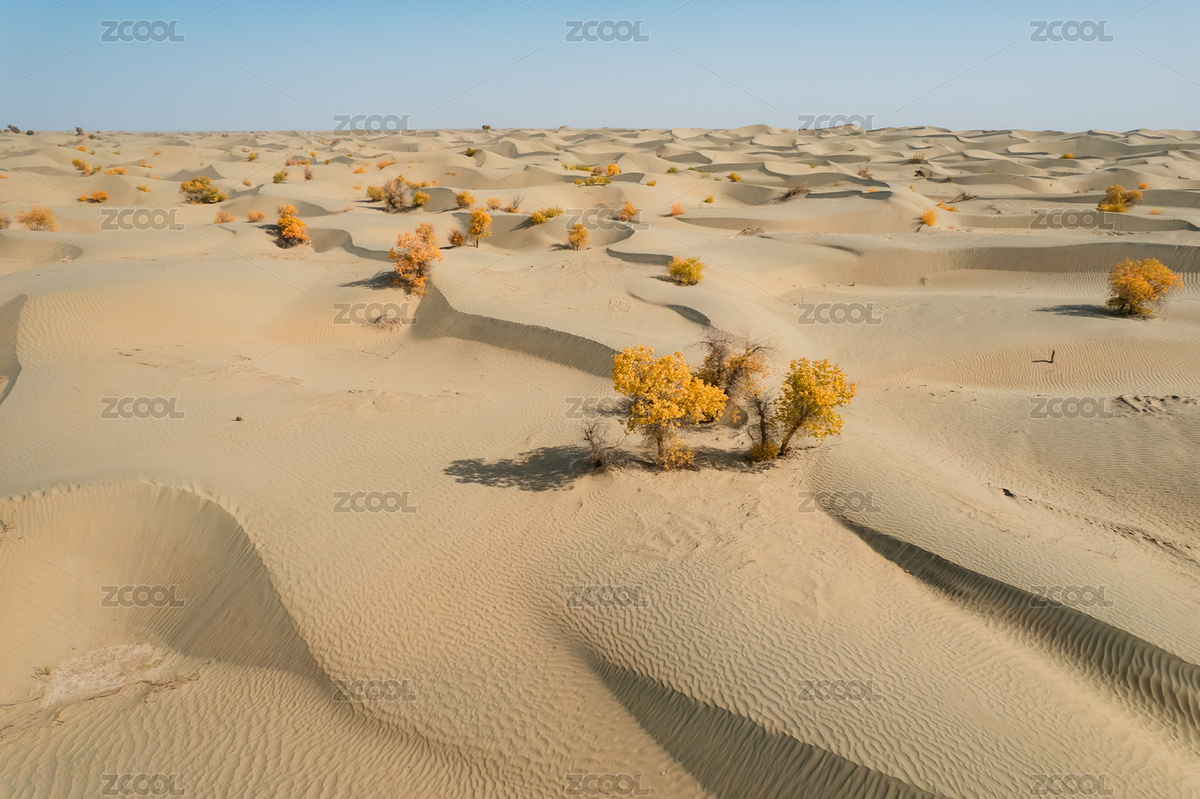 中國新疆塔克拉瑪干沙漠胡楊林自然風(fēng)（主預(yù)覽-6058629） - 未分類 - 站酷設(shè)計(jì)師陳小羊Timeline原創(chuàng)素材 - 站酷ZCOOL