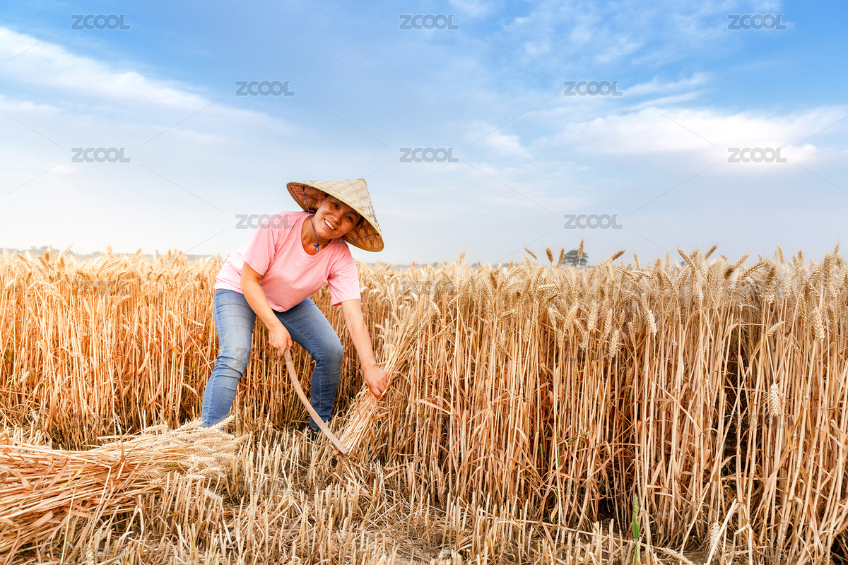 麥田里一位農(nóng)村婦女正在用鐮刀收割麥子（主預(yù)覽-5066388） - 未分類 - 站酷設(shè)計(jì)師lilyhello原創(chuàng)素材 - 站酷ZCOOL