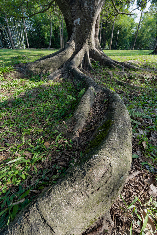蜿蜒樹木的發(fā)達(dá)根系（主預(yù)覽-2048681） - 未分類 - 站酷設(shè)計(jì)師allenchen214原創(chuàng)素材 - 站酷ZCOOL
