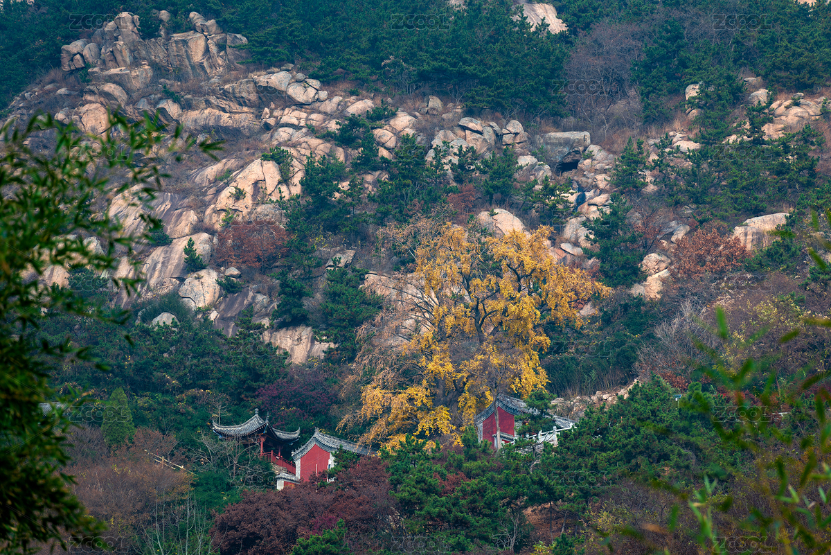 青島竹子庵銀杏樹遠(yuǎn)景（主預(yù)覽-4507769） - 未分類 - 站酷設(shè)計師海面上的星空原創(chuàng)素材 - 站酷ZCOOL