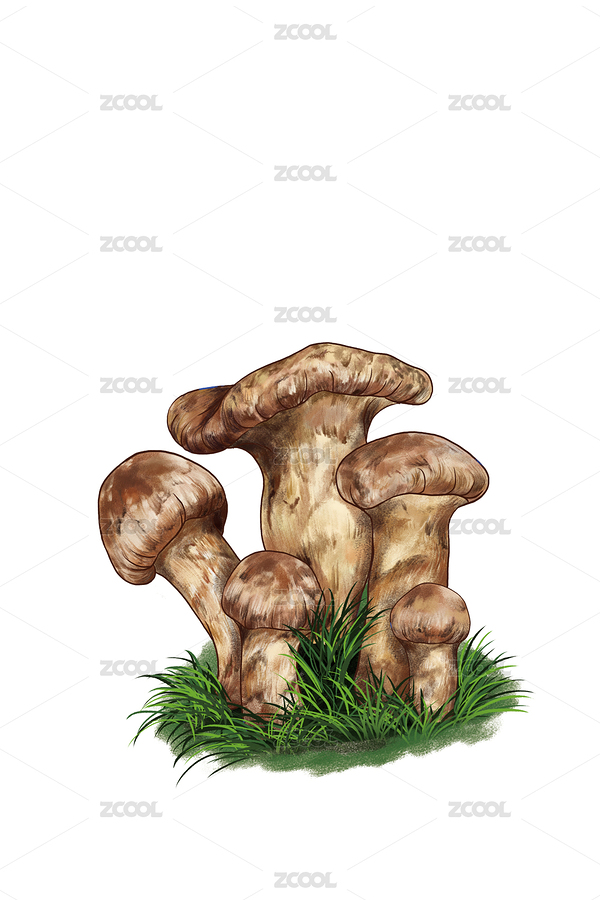 手繪松茸（主預覽-5887681） - 未分類 - 站酷設計師拾6號_原子筆原創(chuàng)素材 - 站酷ZCOOL