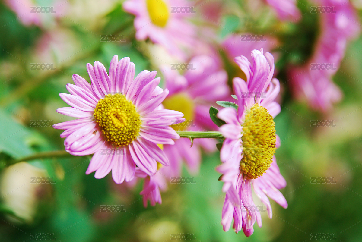 花草（主預覽-3407887） - 未分類 - 站酷設計師bangzhu009原創(chuàng)素材 - 站酷ZCOOL