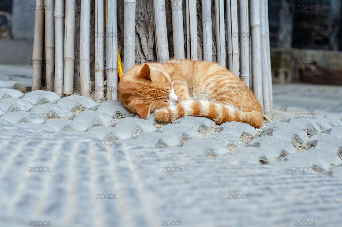 中國(guó)河南省洛陽(yáng)白馬寺大樹(shù)下午休的貓（主預(yù)覽-6259451） - 未分類(lèi) - 站酷設(shè)計(jì)師云海路漫漫原創(chuàng)素材 - 站酷ZCOOL